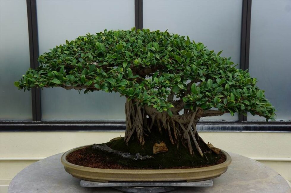 drzewko bonsai ile rośnie