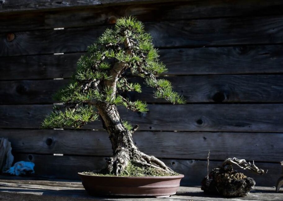jak długo rośnie bonsai