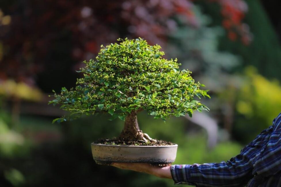 jak długo rośnie drzewko bonsai